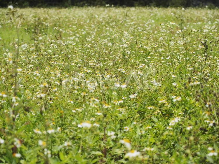 センダングサの花（沖縄県中城村）