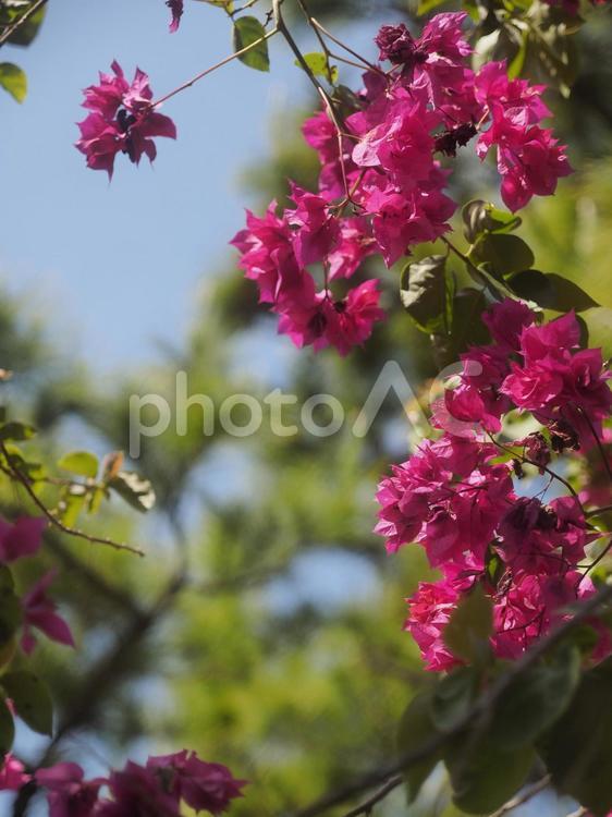 ブーゲンビリア（沖縄県那覇市）