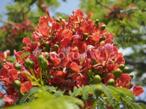 ホウオウボクの花（沖縄県浦添市）