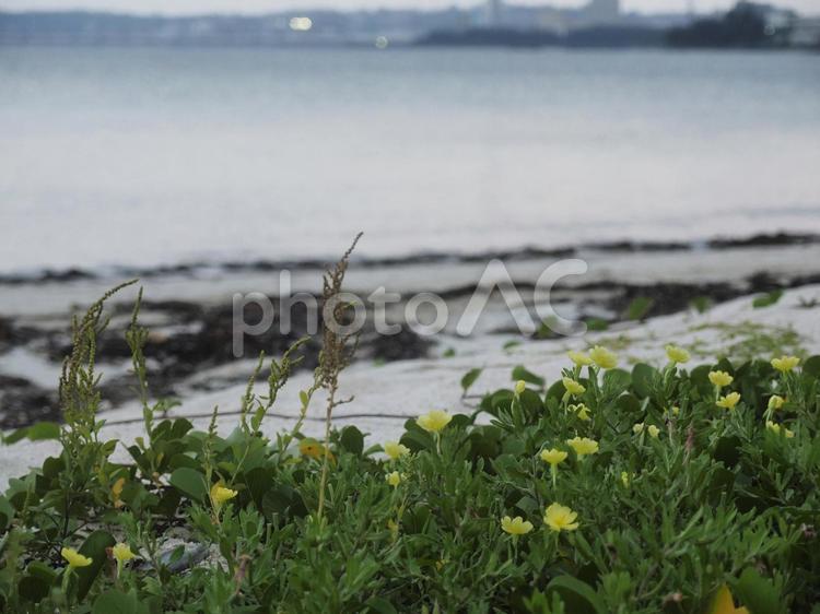 日暮れの海とコマツヨイグサ（沖縄県金武）