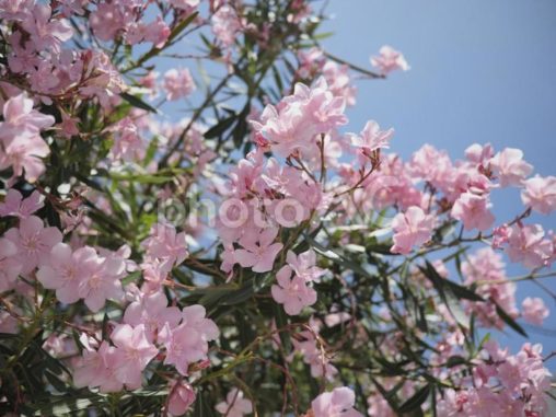 キョウチクトウ、ピンクの花（沖縄県那覇）