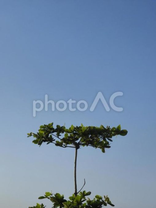 モモタマナの葉と夕方の空（沖縄県名護市）