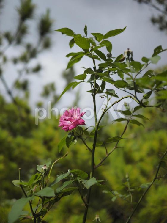 ピンクのバラの花（沖縄県那覇市）