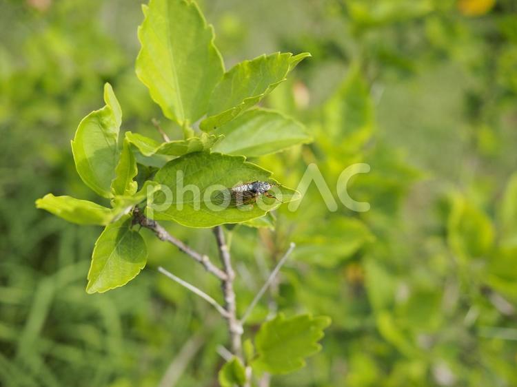 イワサキクサゼミ（沖縄県那覇市）