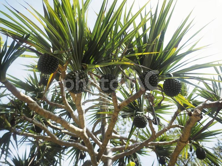 緑のアダンの実（沖縄県那覇市）