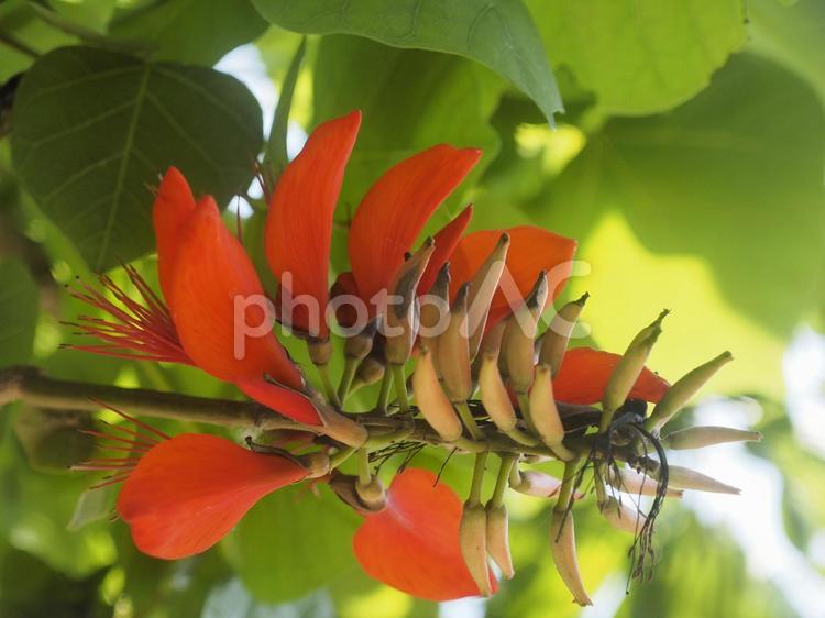 デイゴの花（沖縄県那覇市）