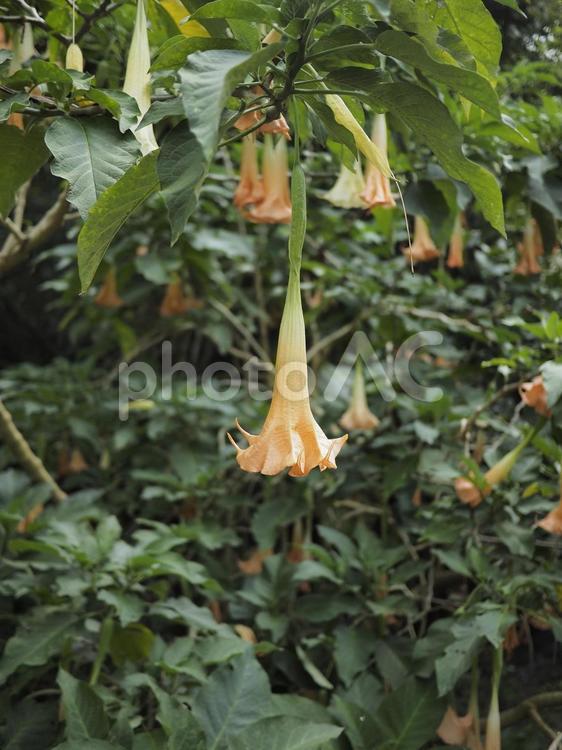 キダチチョウセンアサガオ（沖縄県那覇市）