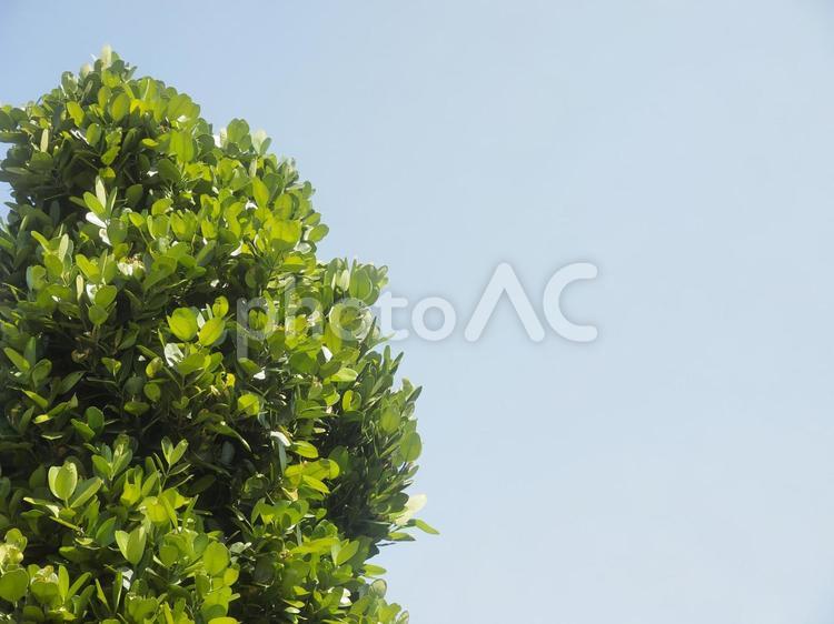 フクギと青空（沖縄県那覇市）