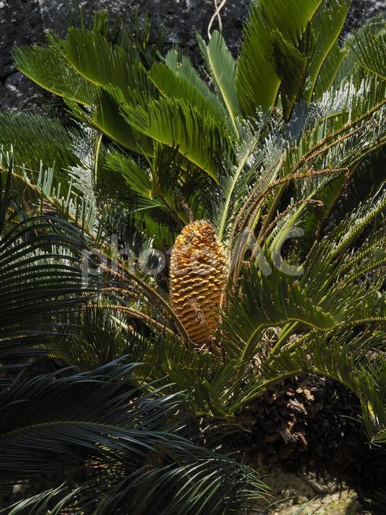 ソテツ（沖縄県那覇市）