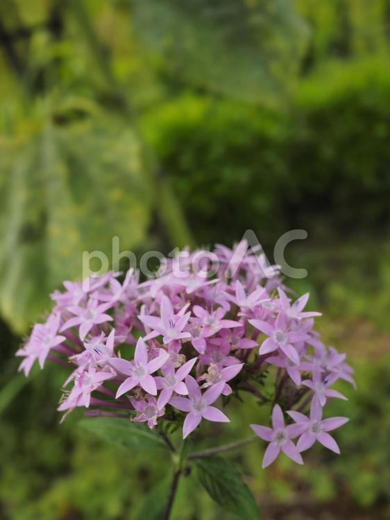 クササンタンカ、ペンタス（沖縄県那覇市）