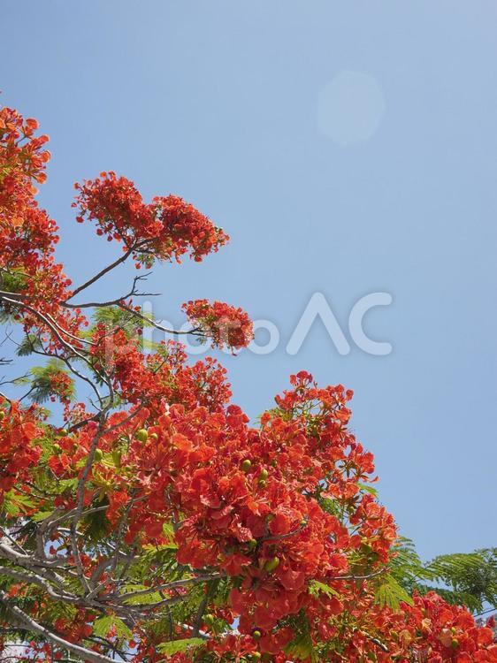 青空とホウオウボクの花（沖縄県那覇市）