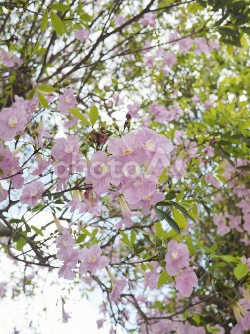 モモイロノウゼンの花（沖縄県那覇市）