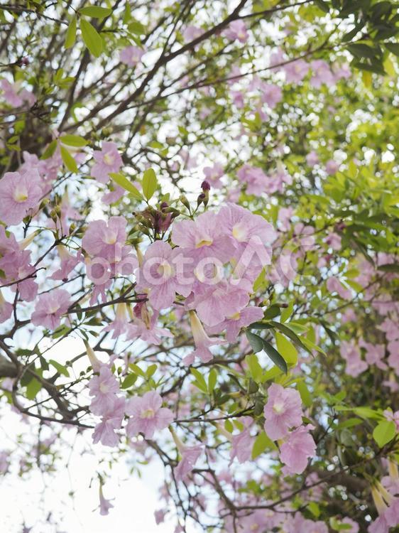 モモイロノウゼンの花（沖縄県那覇市）