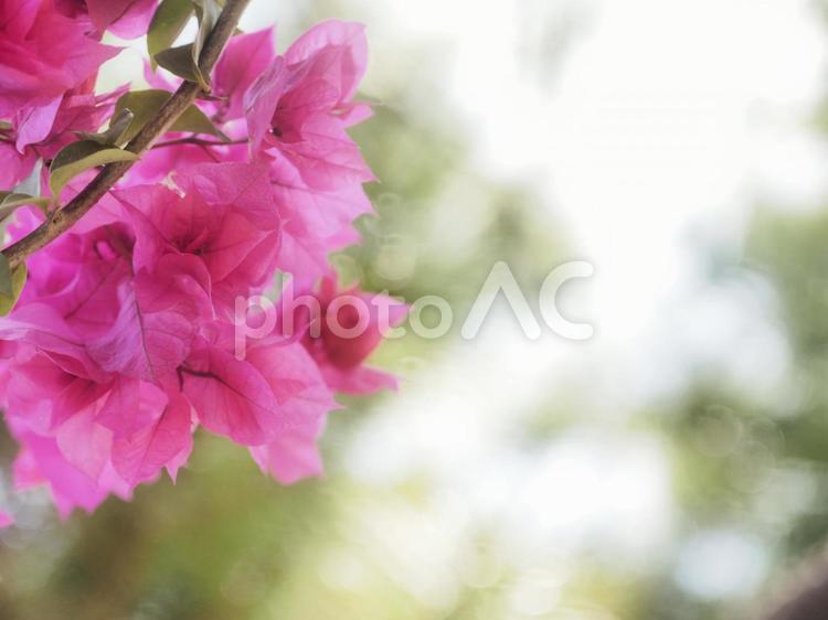 ブーゲンビリア（沖縄県那覇市）