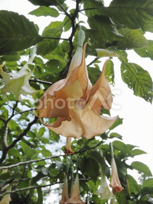 キダチチョウセンアサガオ（沖縄県那覇市）