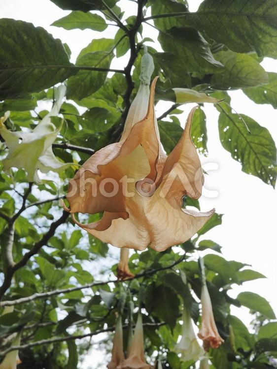 キダチチョウセンアサガオ（沖縄県那覇市）