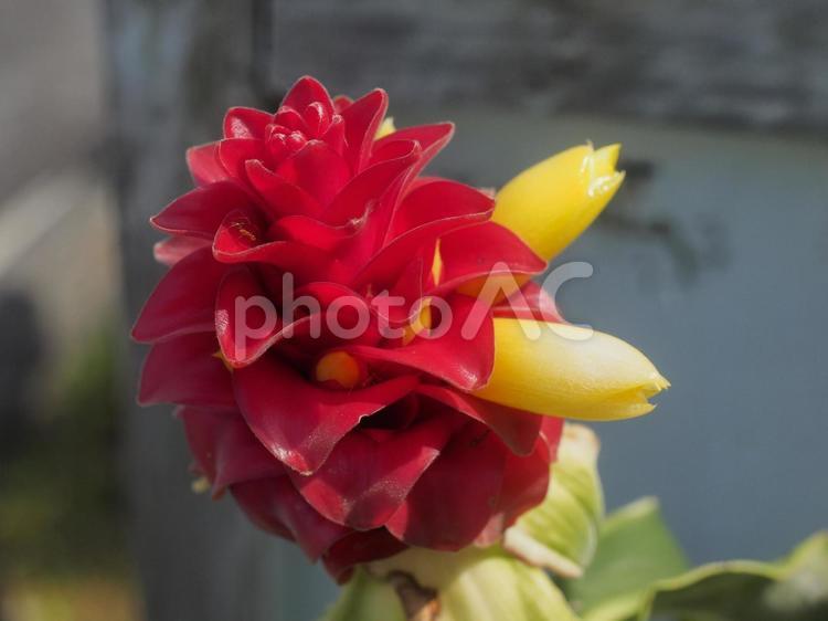 スパイラル・ジンジャー（沖縄県那覇市）