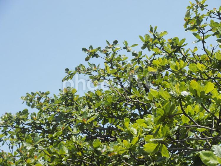 モモタマナの葉と青空（沖縄県那覇市）