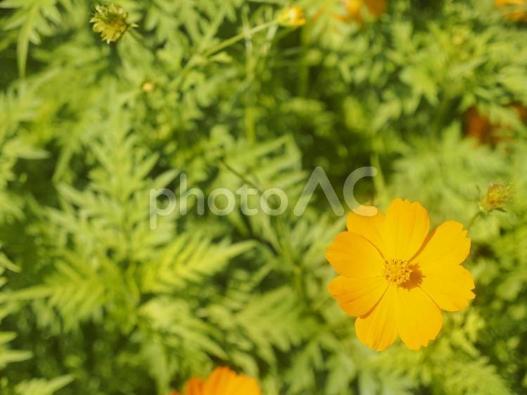 オレンジのコスモス（沖縄県那覇市）