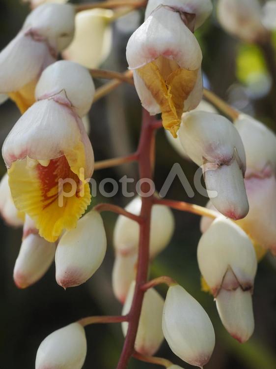 月桃の花（沖縄県宜野座村）