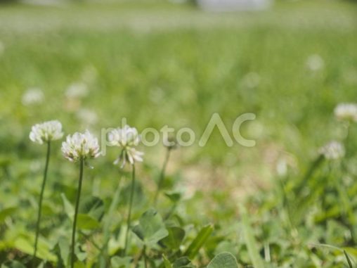 シロツメクサ（沖縄県那覇市）