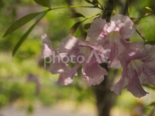 モモイロノウゼンの花（沖縄県那覇市）