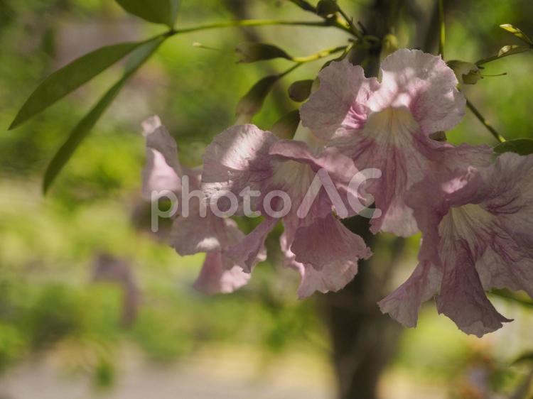 モモイロノウゼンの花（沖縄県那覇市）