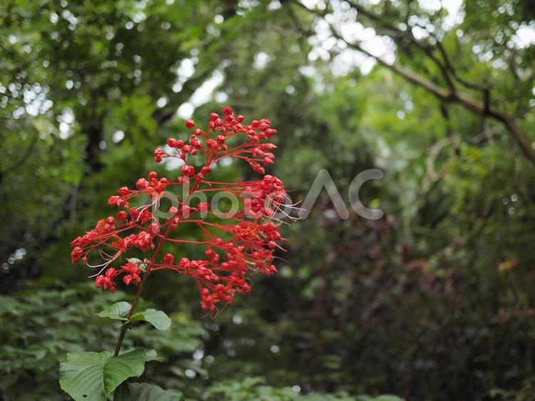 シマヒギリの花（沖縄県那覇市）