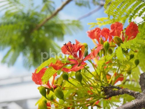 ホウオウボクの花（沖縄県那覇市）