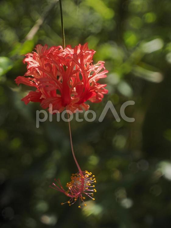 フウリンブッソウゲ（沖縄県那覇市）