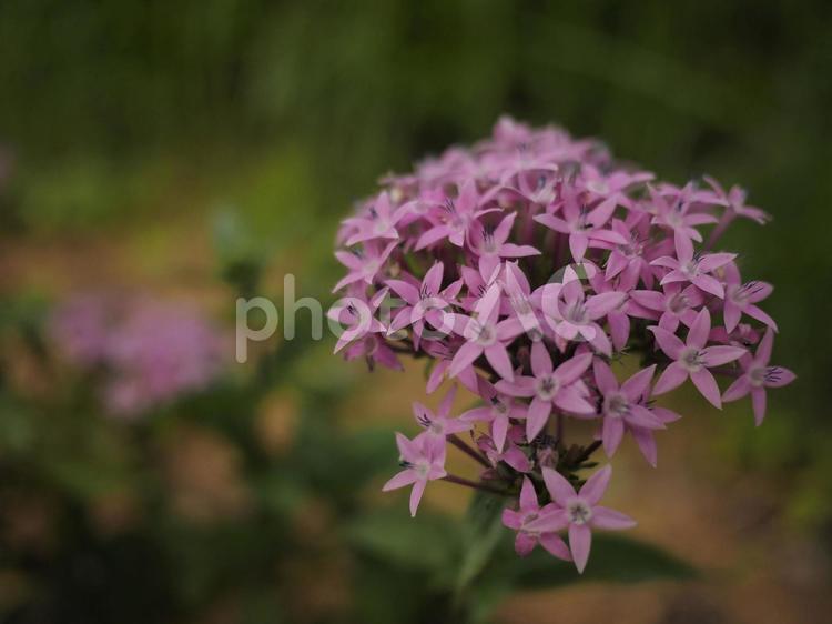 クササンタンカ、ペンタス（沖縄県那覇市）