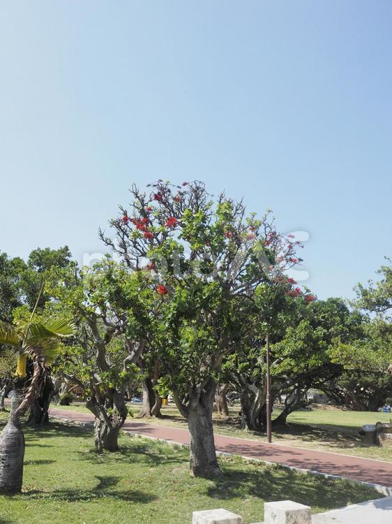 デイゴの木（沖縄県那覇市）