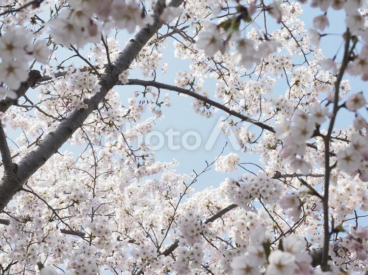 ソメイヨシノ（北海道札幌市、円山公園）