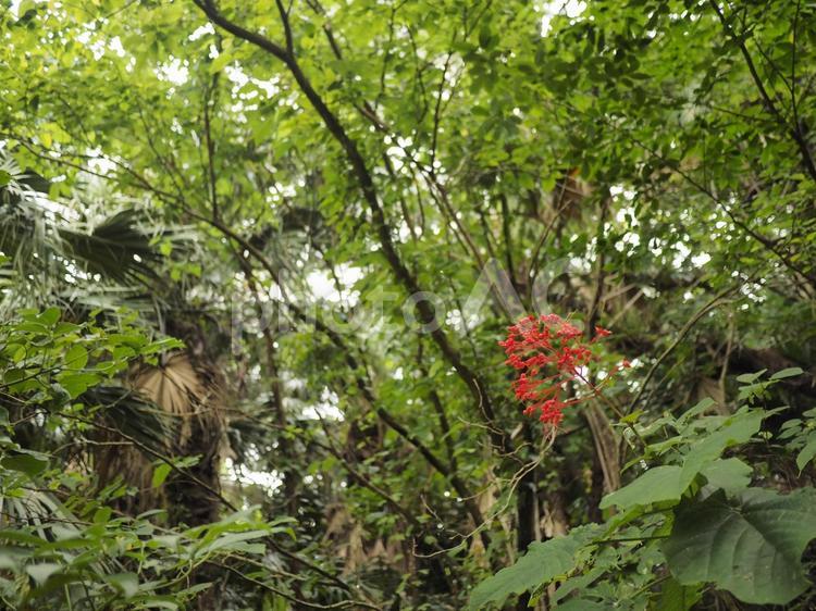 シマヒギリの花（沖縄県那覇市）
