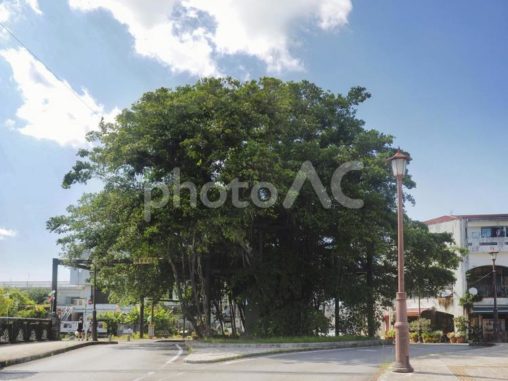 名護のひんぷんガジュマル（沖縄県名護市）