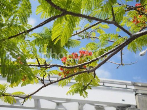 ホウオウボクの花開花（沖縄県那覇市）
