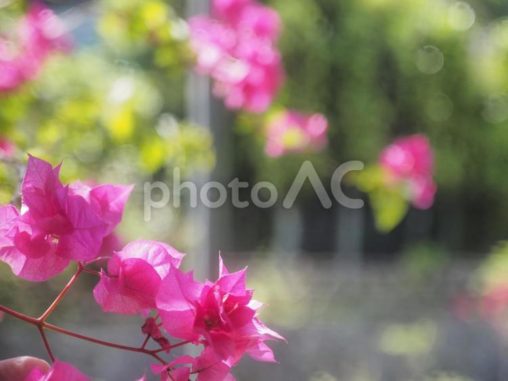 ブーゲンビリア（沖縄県那覇市）