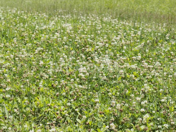 シロツメクサ（沖縄県那覇市）
