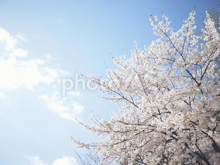 ソメイヨシノ（北海道札幌市、大通公園）