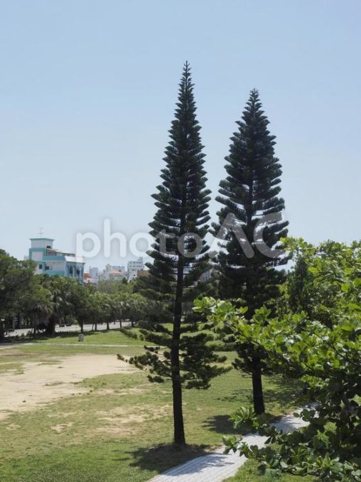 公園のシマナンヨウスギ（沖縄県那覇市）