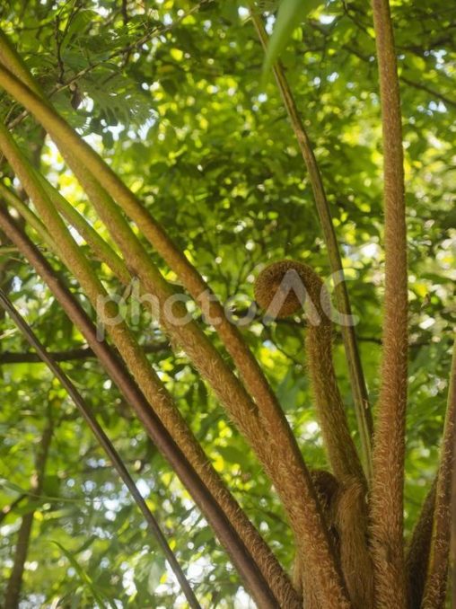 ヒカゲヘゴ（沖縄県名護市）