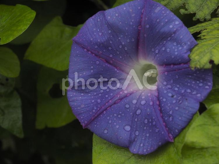 雨に濡れたアサガオ（沖縄県浦添市）
