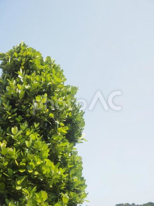 フクギと青空（沖縄県那覇市）