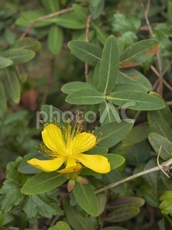 オトギリソウ（沖縄県那覇市）