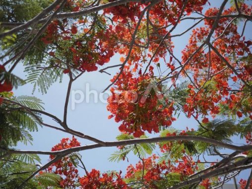 ホウオウボクの花（沖縄県那覇市）