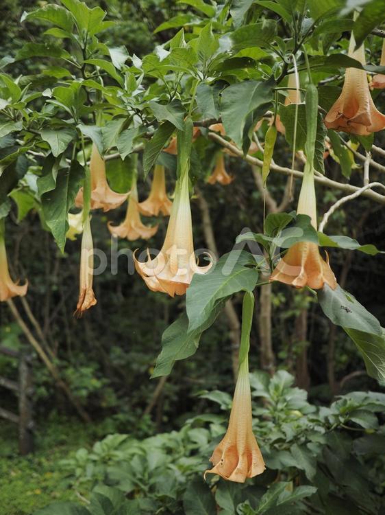 キダチチョウセンアサガオ（沖縄県那覇市）