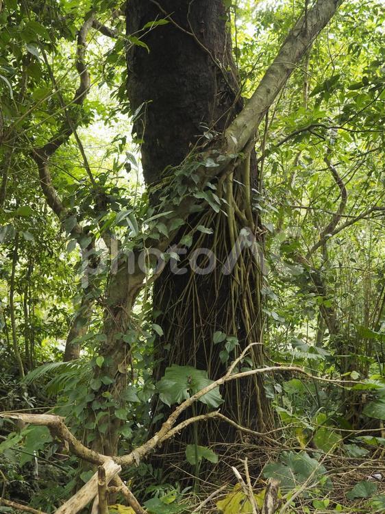 沖縄の森林、末吉公園（沖縄県那覇市）