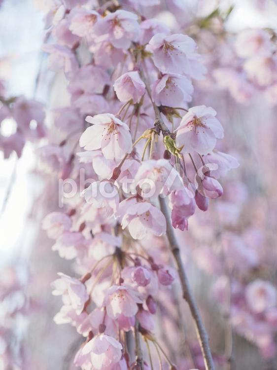 シダレザクラ（北海道札幌市）