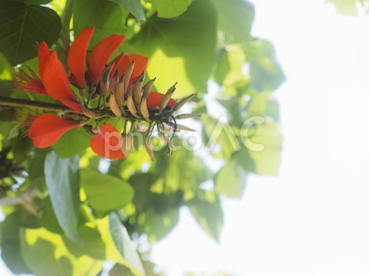 デイゴの花（沖縄県那覇市）