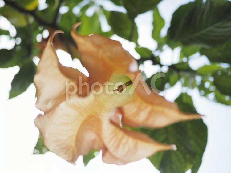 キダチチョウセンアサガオ（沖縄県那覇市）